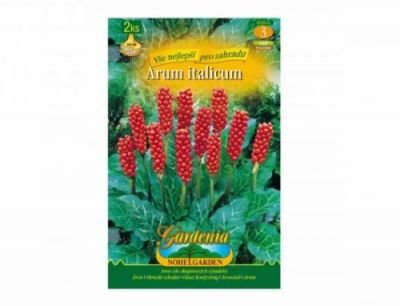 Arum italicum/aron/2ks/jpdd   =