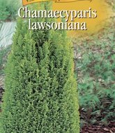 Chamaecyparis lawson/cypřišek/