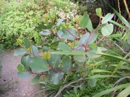 Blahovičník Aplnina (rostlina: Eucalyptus alpina)  7 semen