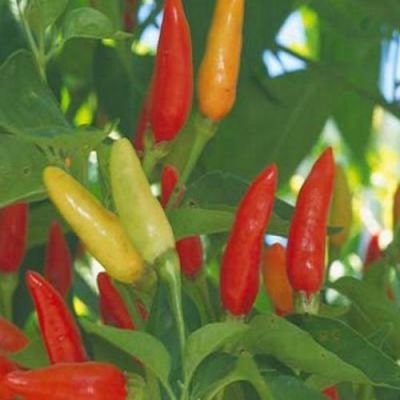 Semínka chilli papriček 10 ks