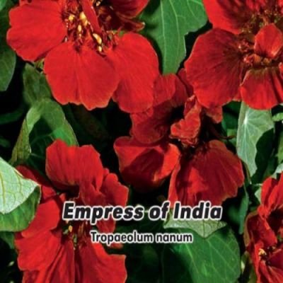 Lichořeřišnice: Empress of India 2 g semínek