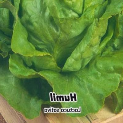 Salát hlavkový Humil 0,6 gram semena