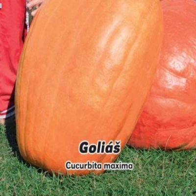 Tykev velkoplodá Goliáš 3 gramů semínek