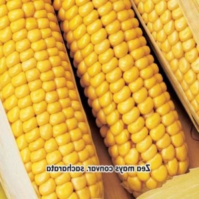 Kukuřice cukrová Golden Bantam 7g osivo
