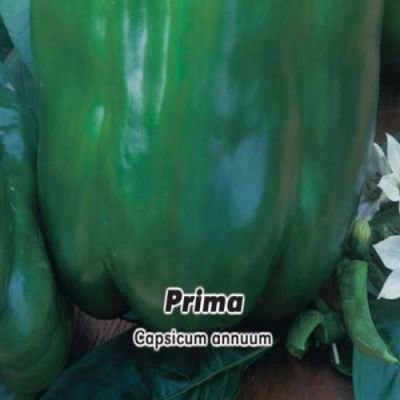 Paprika zeleninová Prima 0,6 g osivo