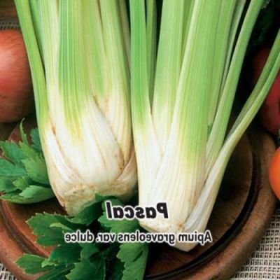 Celer řapíkatý Pascal semena 400 ks