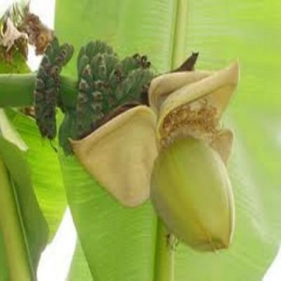Banánovník Basjoo 5 ks semínek