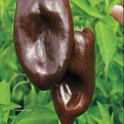 Mulato Chilli 10 ks semen
