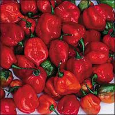 Habanero Chilli Červené 10 ks semínek