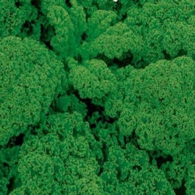 Kadeřávek Brassica oleracea 0,8g