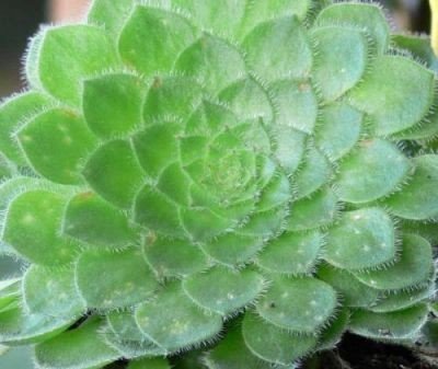 Aeonium tabuliforme rostlina: Aeonium tabuliforme 30semen
