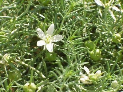 Harmala stepní rostlina: Peganum harmala 10 semen