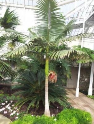 Palma Královská rostlina: Archontophoenix cunninghamiana semena