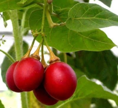 Rajčenka řepová rostlina: Solanum betaceum semena