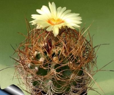 Kaktus Capricorne rostlina: Astrophytum capricorne – 6 semen kaktusu