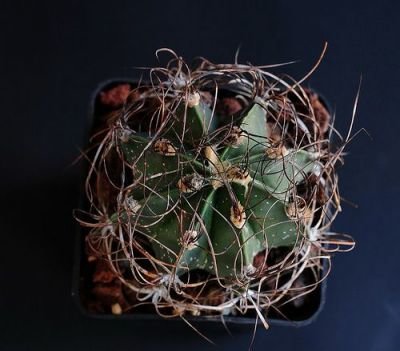 Kaktus Senile v. Qurcum rostlina: Astrophytum senile v qurcum – 6 semen