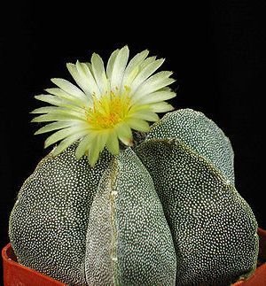 Kaktus Mix kaktusy: Astrophytum – 6 kaktusových semen