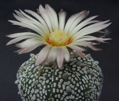 Kaktus Super Kabuto rostlina: Astrophytum superkabuto – 3 semena kaktusu