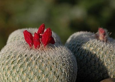 Kaktus Micromeris rostlina: Epithelantha micromeris – 3 semena