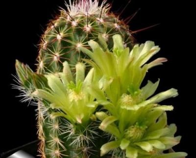 Kaktus viridiflorus rostlina: Echinocereus viridiflorus – 3 semena kaktusu
