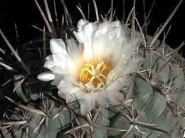Kaktus hexadrophorus rostlina: Thelocactus hexadrophorus – 6 semen