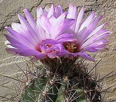 Kaktus Bicolor rostlina: Thelocactus bicolor – 6 semen kaktusu
