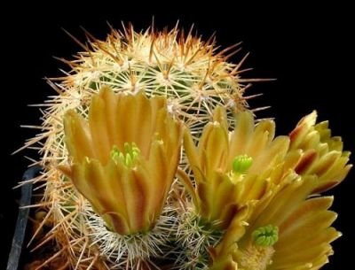 Kaktus cylindricus Echinocereus chloranthus v cylindricus – 3 semena