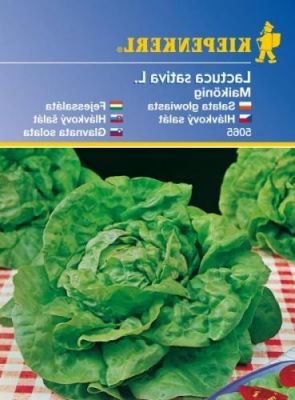 Hlávkový salát Maikönig – semena hlávkového salátu