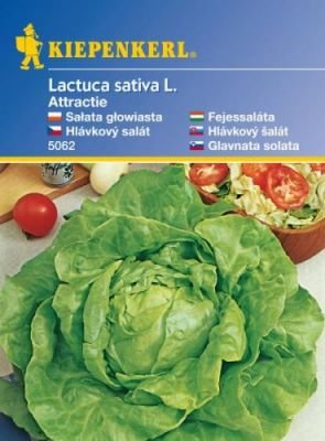Hlávkový salát Attractie – semena hlávkového salátu