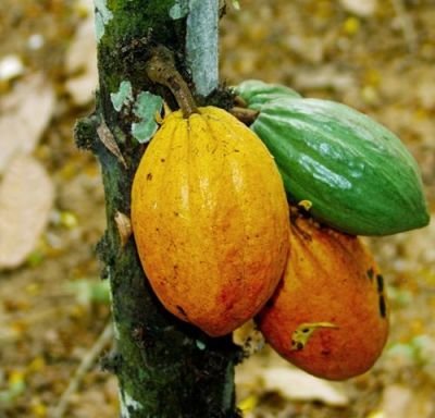 Kakaovník (rostlina: Theobroma cacao) - 3 semena kakaovníku