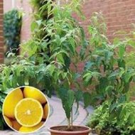 Citronový eukalyptus blahovičník 7 ks semínek