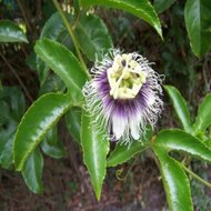 Mučenka passiflora edulis semena 12 ks