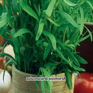 Pelyněk 3 - Daniel Tučka, Lenka Šimečková (ilustrátor)