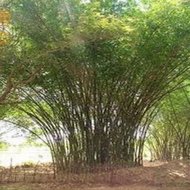 Indický Bambus 3 kusů semen