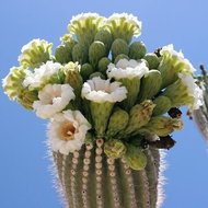 Saguaro rostlina: Carnegiea gigantea 5 semen