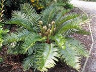 Žebrovnice rostlina: blechnum cycadifolium 30 semen