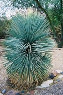 Juka rostrata rostlina: Yucca rostrata 5 semen