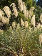 Okrasná tráva rostlina: Chionochloa conspicua 10 semen