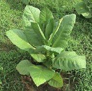 Tabák TN90 rostlina: nicotiana tabacum – 25 semen