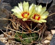 Kaktus Senile rostlina: Astrophytum senile – 6 semen kaktusu