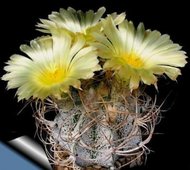 Kaktus Crassispinoides rostlina: Astrophytum crassispinoides – 6 semen
