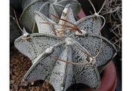 Kaktus Niveum rostlina: Astrophytum niveum 6 semen kaktusu