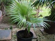 Palma Latisectus rostlina: trachycarpus latisectus – 5 semen palmy