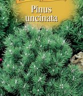 Borovice  –  Pinus uncinata