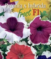 Petunia high – petúnie velká