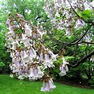 Pavlonie plstnatá - strom štěstí (rostlina: Paulownia tomentosa) - cca 25 semen