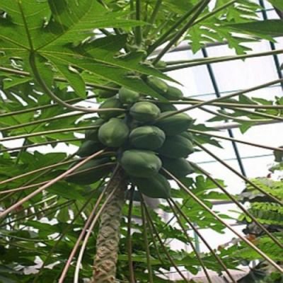 Melounová papája (rostlina: Papaya carica) - semena 4 ks