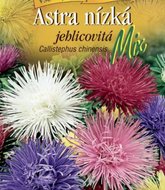 Astra nízká jehlicovitá Mix