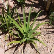 Agáve bracteosa - semínka rostliny 10 ks