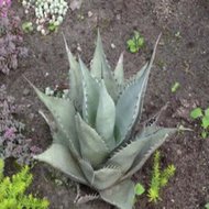 Agáve Mexická - (rostlina: agave neomexicana) - semínka rostliny 10 ks
